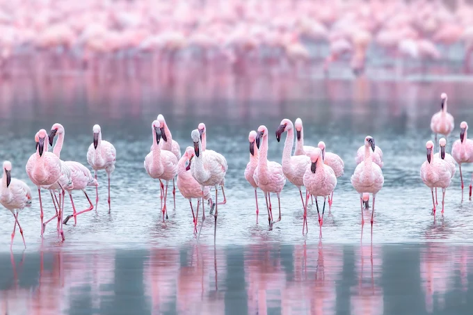 Lake Nakuru National Park