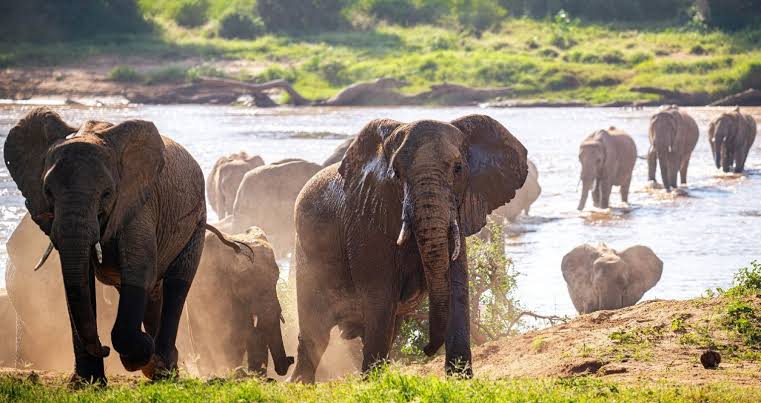 Samburu and Buffalo Springs