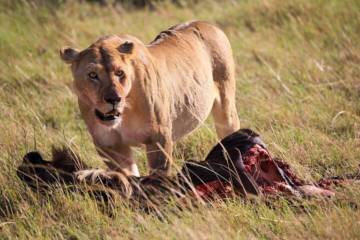 Tsavo Safari Escape